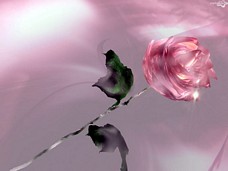 Róża- przepiękny kwiat - milosne_125.jpg