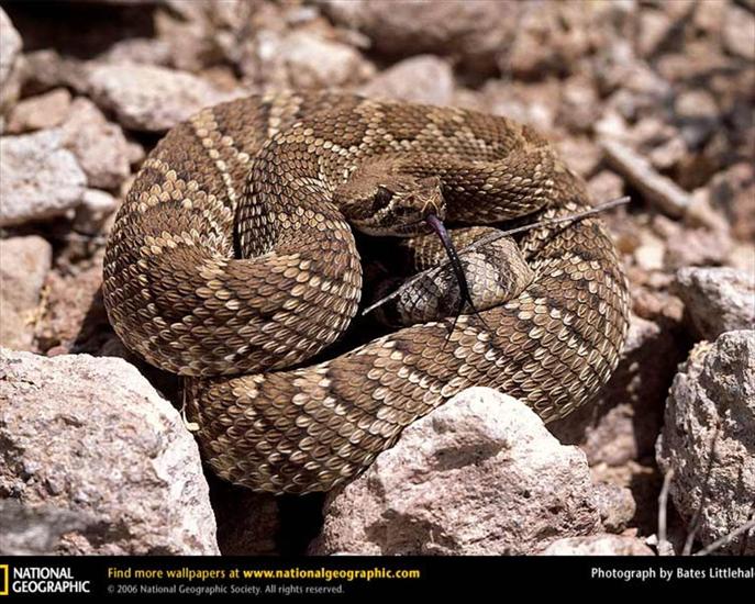 węże - mojave-rattlesnake.jpg