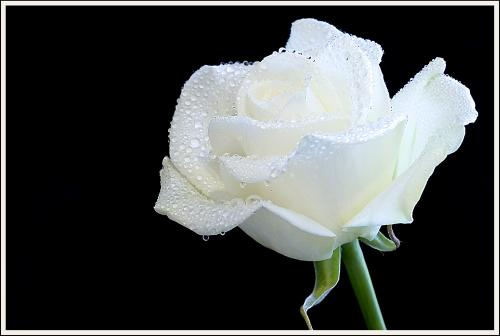 Kwiaty różne - Biała różyczka.bmp