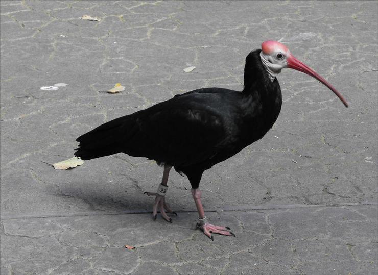 ibisy - ibis czarny.jpg