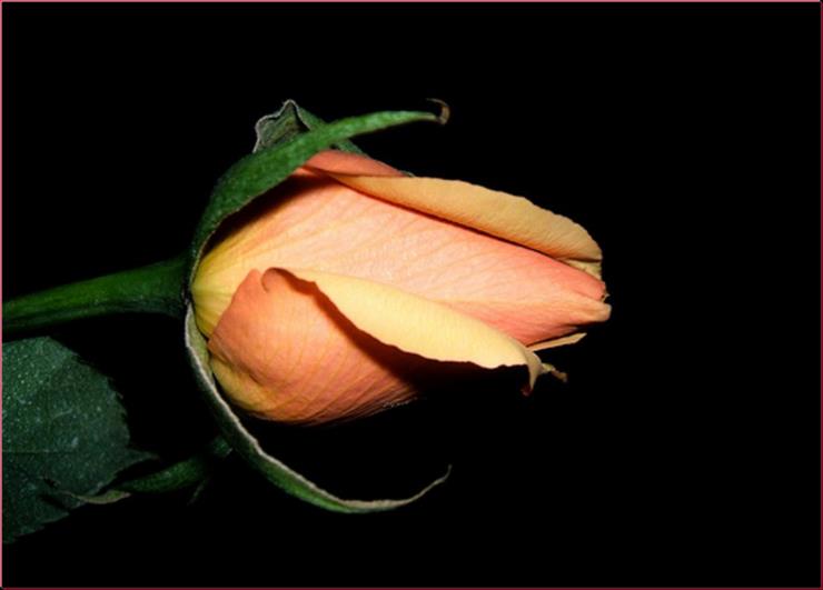 Kocham róże - Obraz1a.bmp