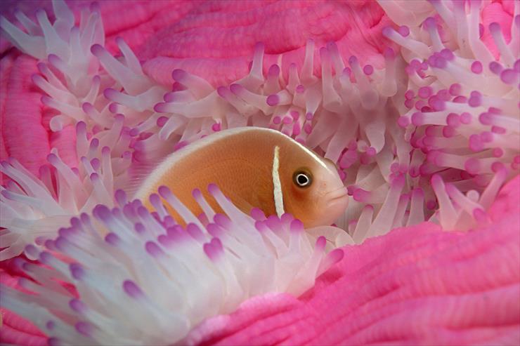 Ocean Life - 02 - Pink Anemonefish.jpg