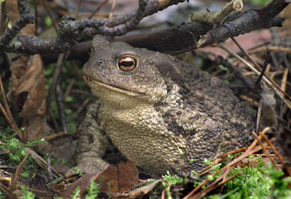 FOTO PŁAZY I GADY - 163.jpg