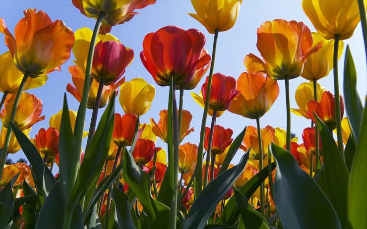 Podróże_dalekie i bliskie - Netherlands, Tulpen in de Keukenhof Tulips in Keukenhof Gardens.jpg