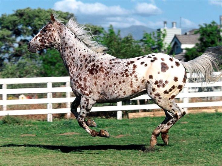Konie - Koń 11.jpg