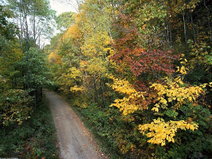 Natura - Autumn_Roadway1.jpg