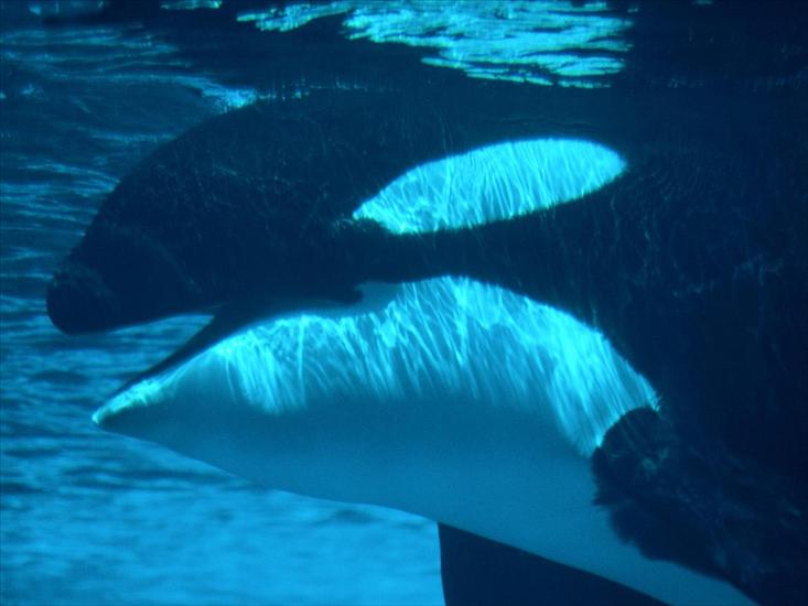 Tapety Ocean - Submerged, Killer Whale.jpg