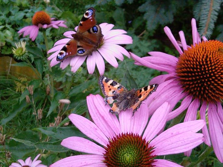 Motyle na kwiatach - M 59.jpg