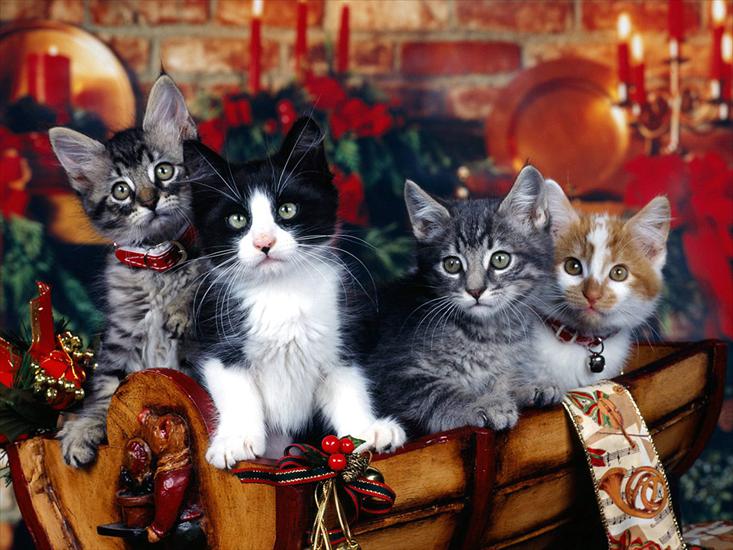 kotki - Christmas_Kittens.jpg