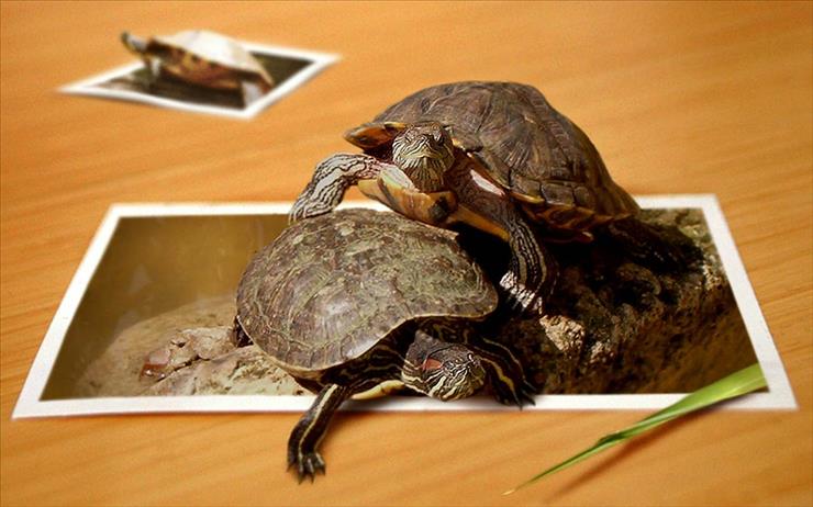  4d - 4D żółwie.jpg