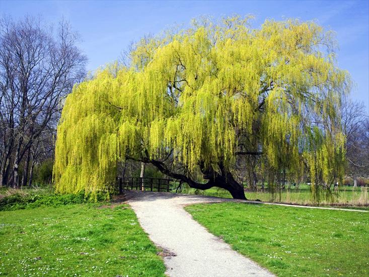 Krajobrazy3 - Weeping Willow, The Netherlands.jpg